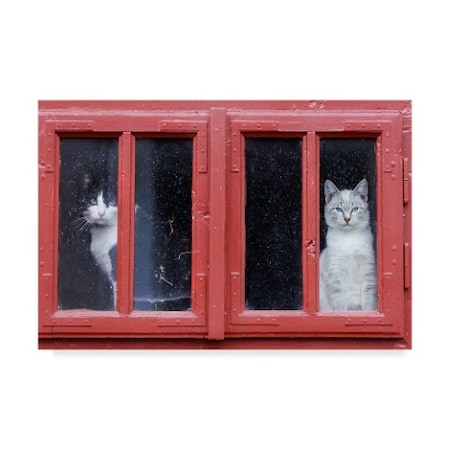 Sorin Onisor 'Room With A View Cats' Canvas Art,16x24